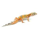 Tangerine Leopard Gecko