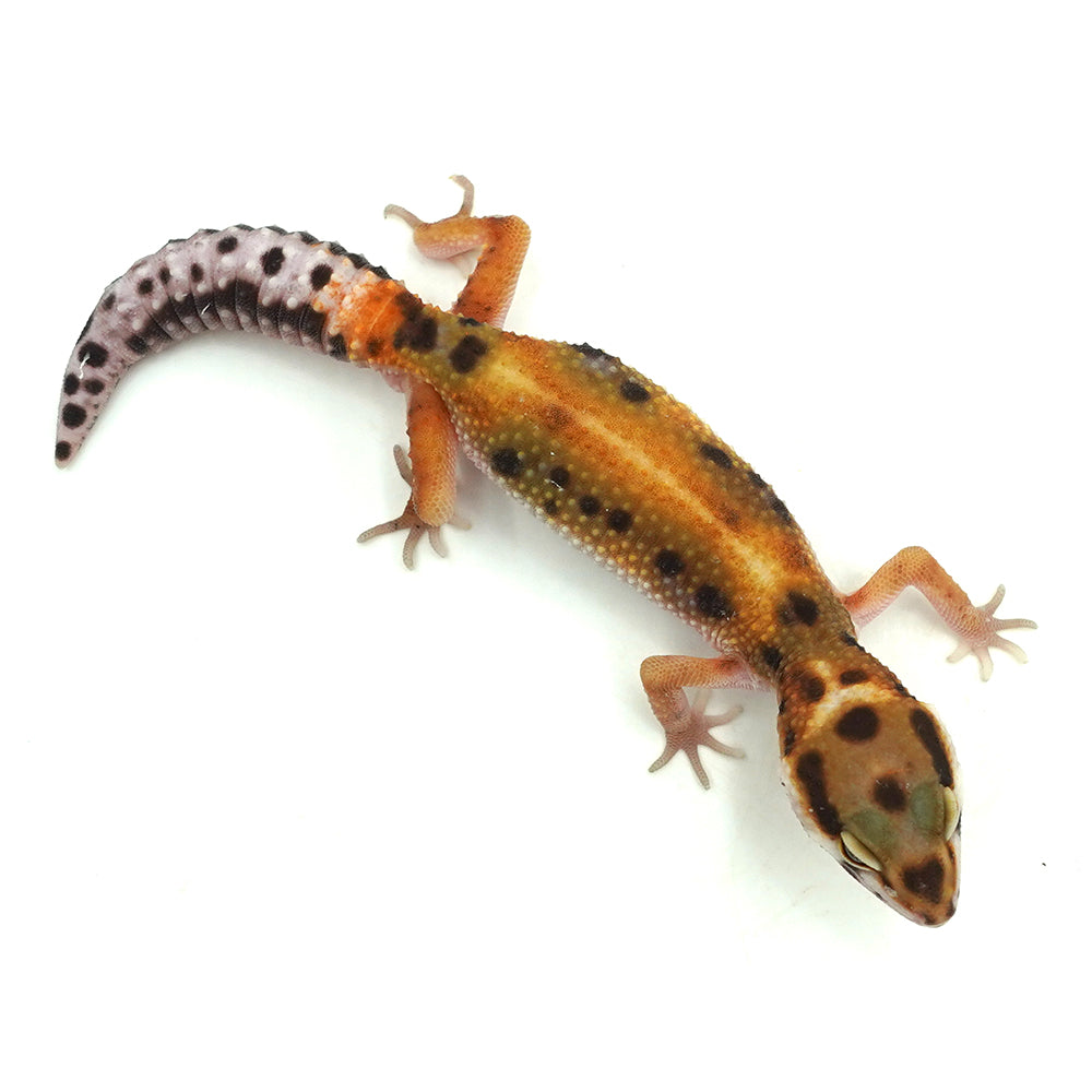 Tangerine Leopard Gecko