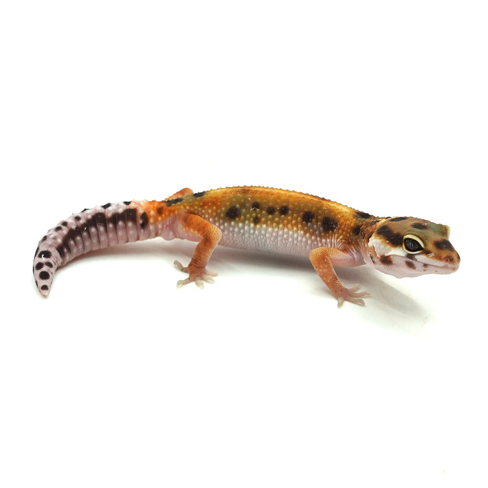 Tangerine Leopard Gecko