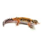 Tangerine Leopard Gecko