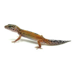 Tangerine Leopard Gecko