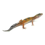 Tangerine Leopard Gecko