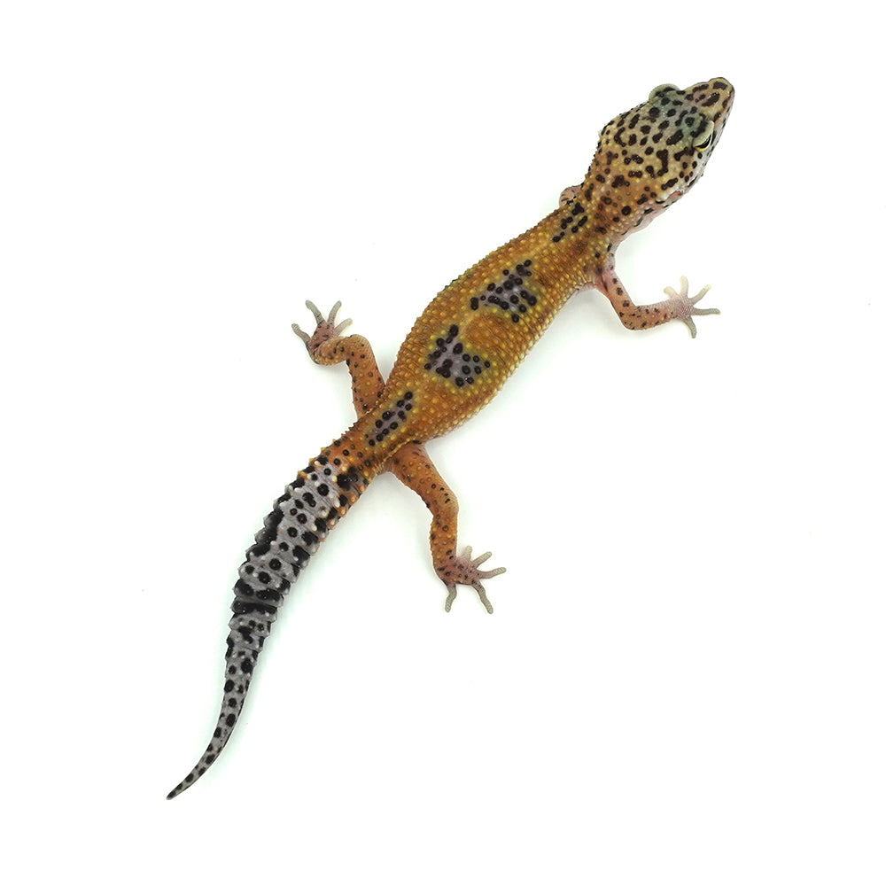 Tangerine Leopard Gecko