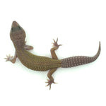 Murphy Leopard Gecko
