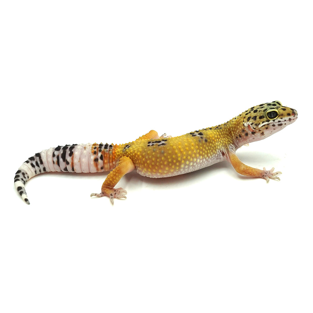 Hypo Leopard Gecko