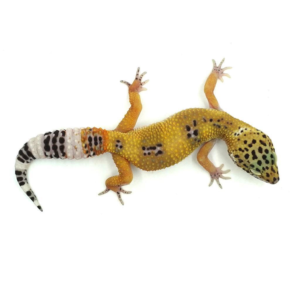 Hypo Leopard Gecko
