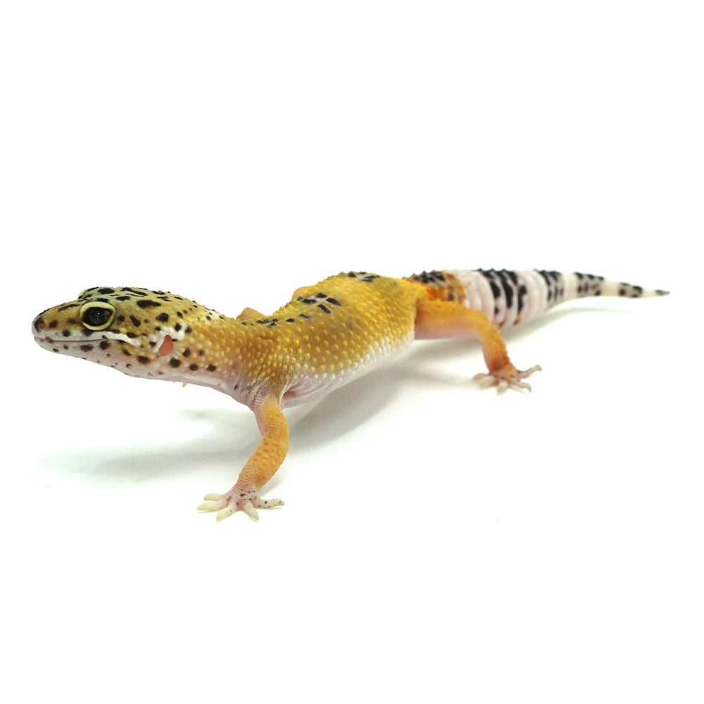 Hypo Leopard Gecko