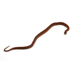 Nuevo Leon Kingsnake