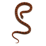 Nuevo Leon Kingsnake