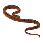 Nuevo Leon Kingsnake