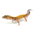 Tangerine Leopard Gecko
