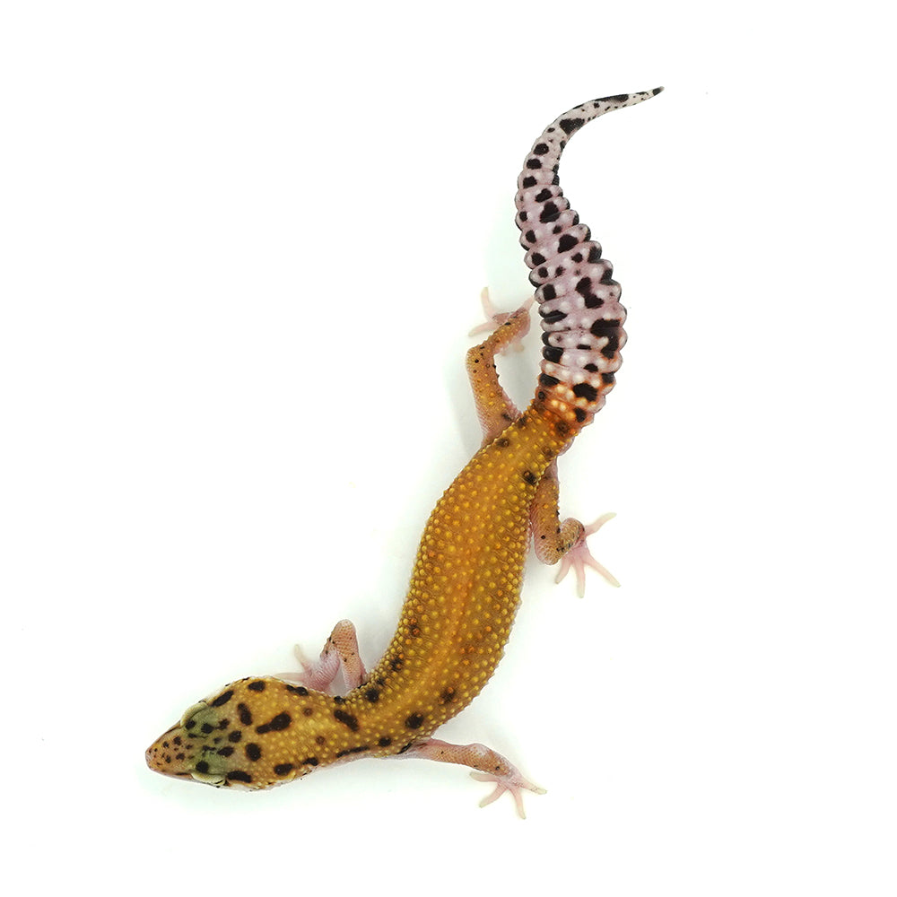 Tangerine Leopard Gecko