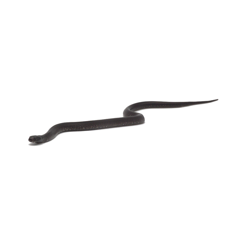 Black Mexican Kingsnake