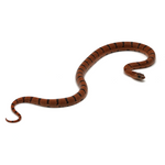 Nuevo Leon Kingsnake