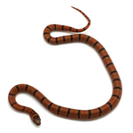 Nuevo Leon Kingsnake