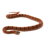 Nuevo Leon Kingsnake