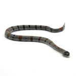 Gray-banded Kingsnake