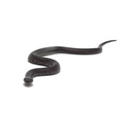 Black Mexican Kingsnake