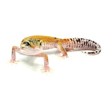 Tangerine Leopard Gecko