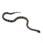 Gray-banded Kingsnake