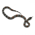 Gray-banded Kingsnake
