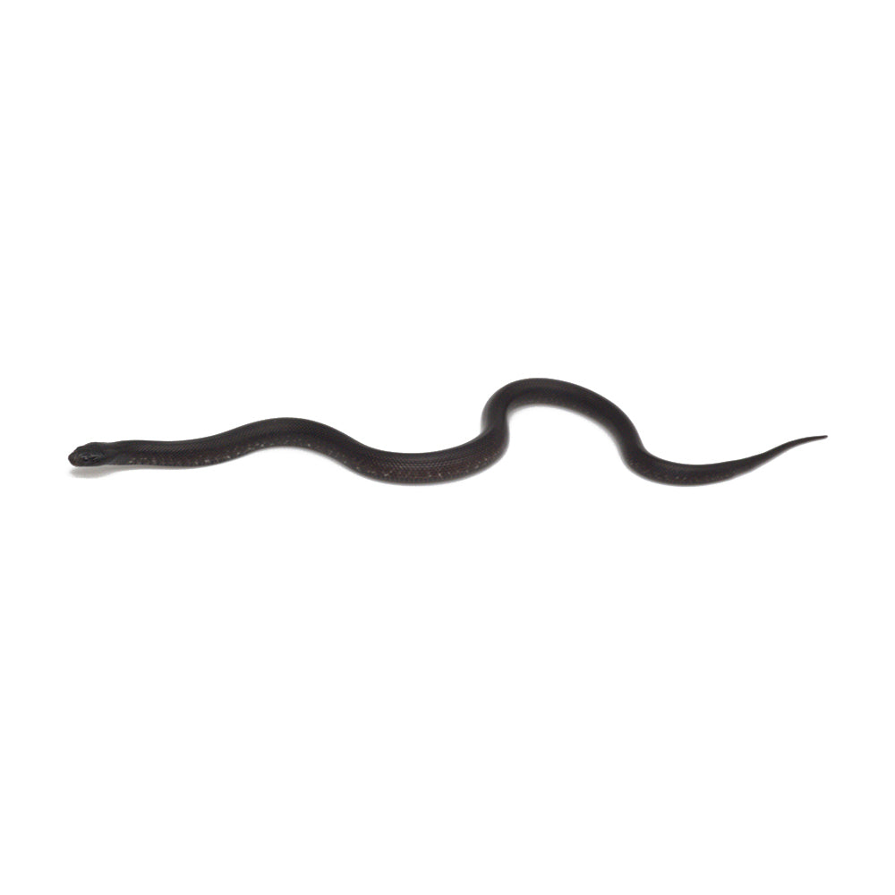 Black Mexican Kingsnake