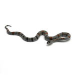 Gray-banded Kingsnake