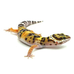 Tangerine Leopard Gecko