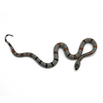 Gray-banded Kingsnake
