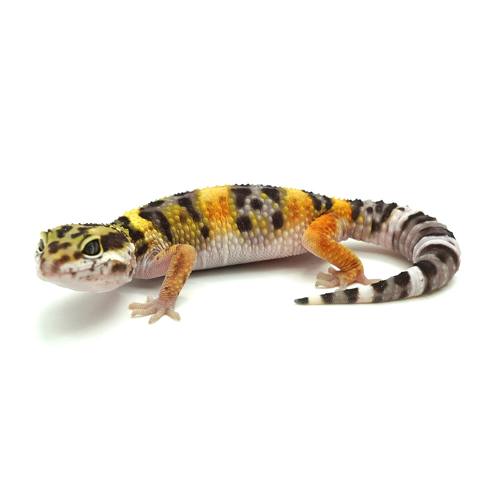 Tangerine Leopard Gecko
