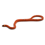 Super Hypo Tangerine Vanishing Honduran Milk Snake