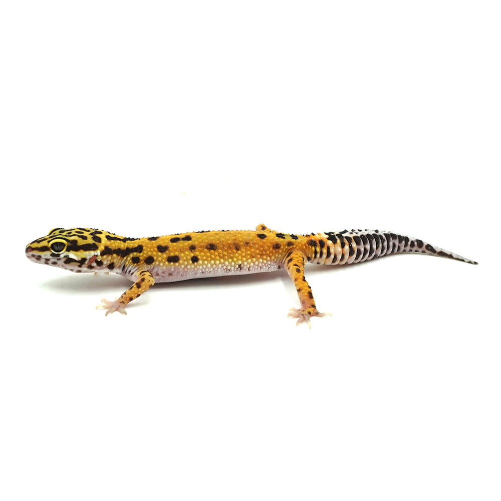 Tangerine Leopard Gecko