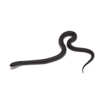 Black Mexican Kingsnake