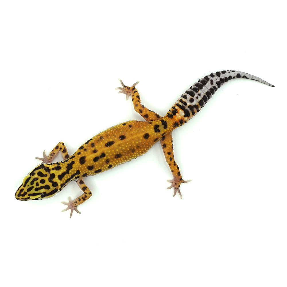 Tangerine Leopard Gecko