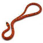 Super Hypo Tangerine Vanishing Honduran Milk Snake