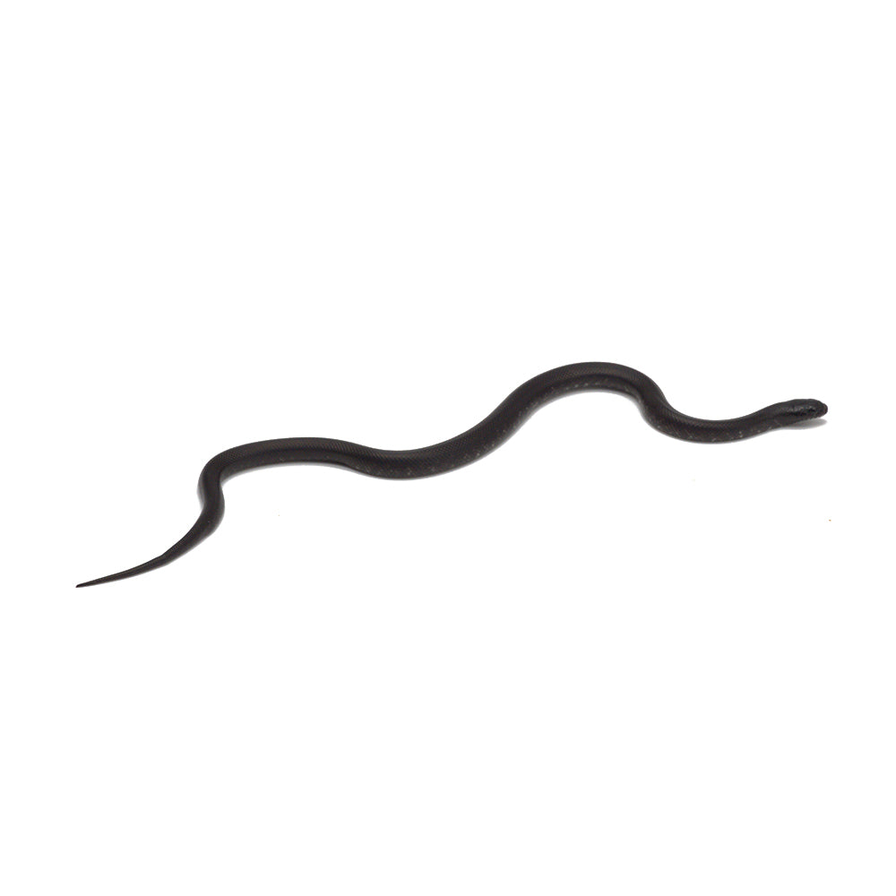 Black Mexican Kingsnake