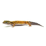 Tangerine Leopard Gecko