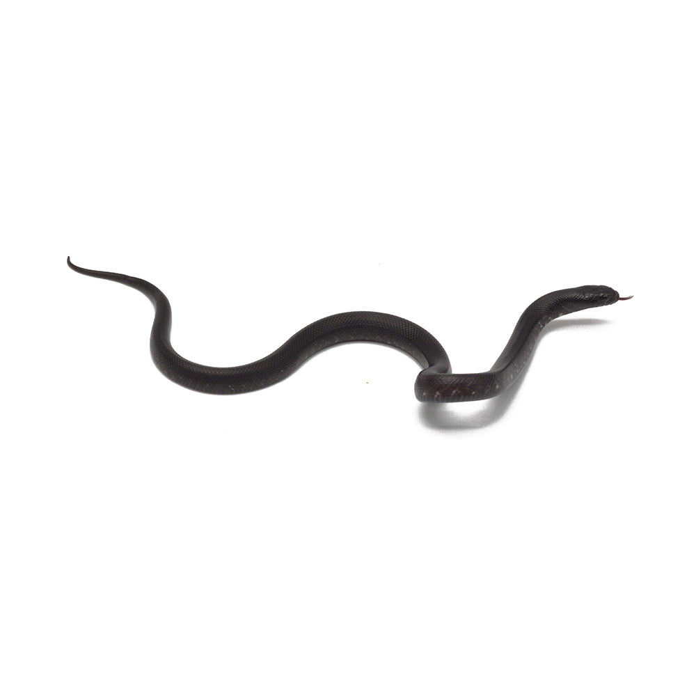 Black Mexican Kingsnake