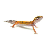 Tangerine Leopard Gecko