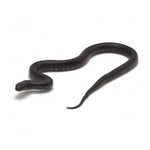 Black Mexican Kingsnake