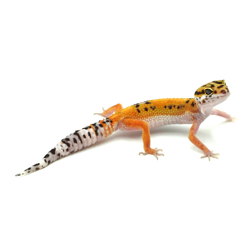Tangerine Leopard Gecko
