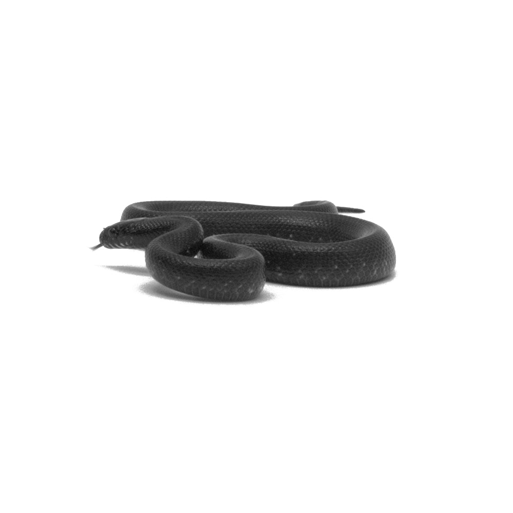 Black Mexican Kingsnake