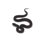 Black Mexican Kingsnake