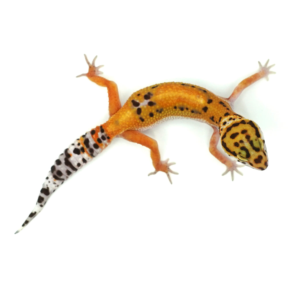 Tangerine Leopard Gecko