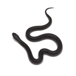 Black Mexican Kingsnake