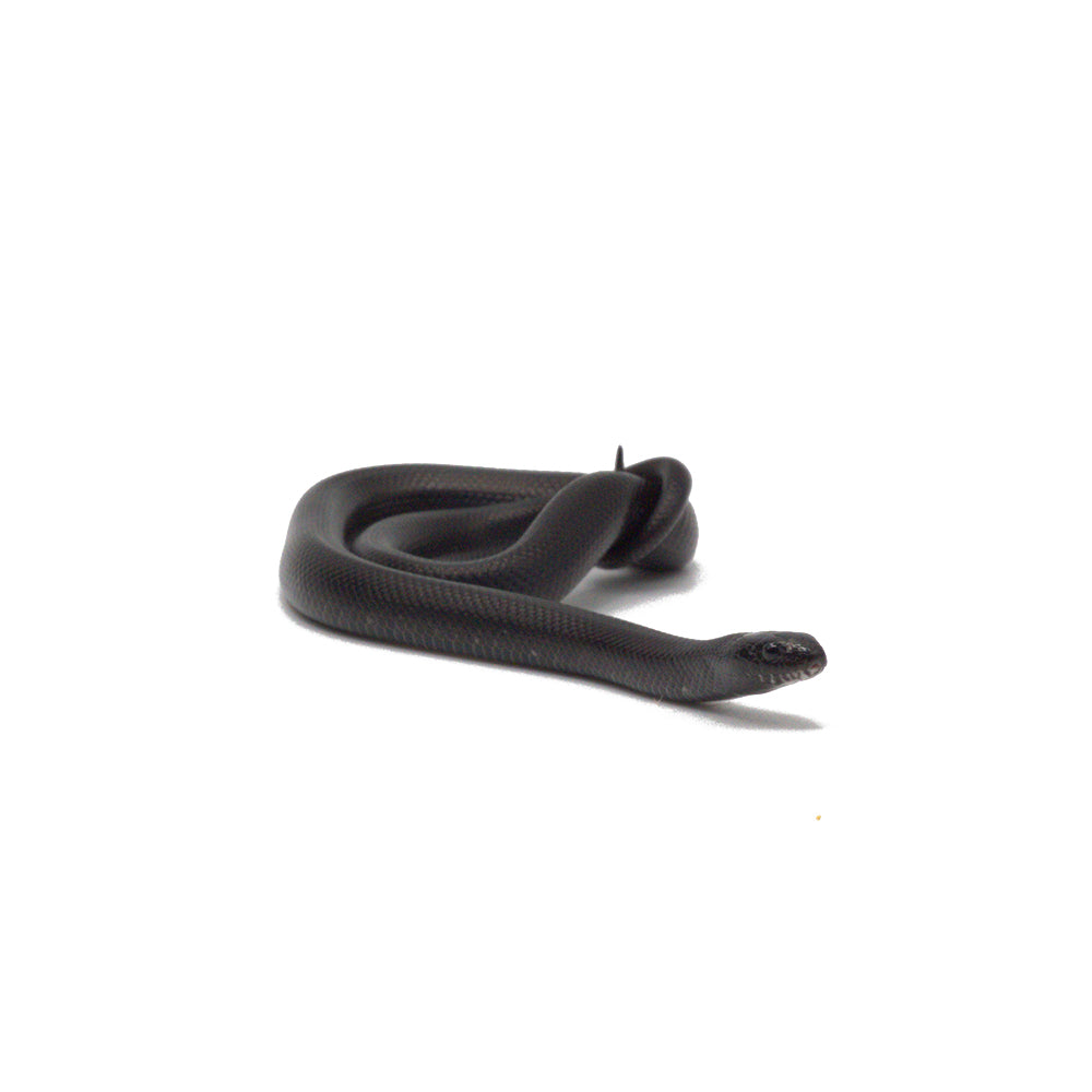 Black Mexican Kingsnake