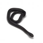 Black Mexican Kingsnake