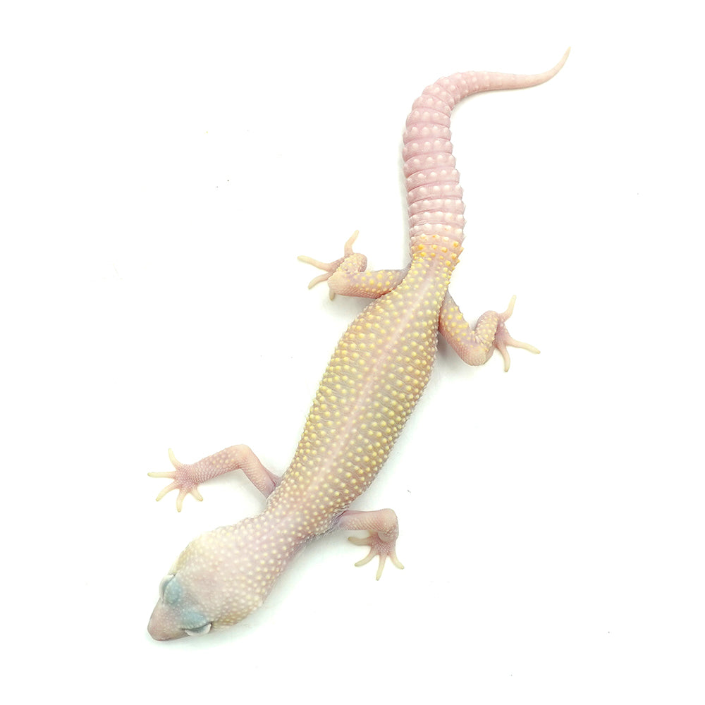 Blazing Leopard Gecko