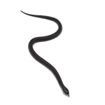 Black Mexican Kingsnake