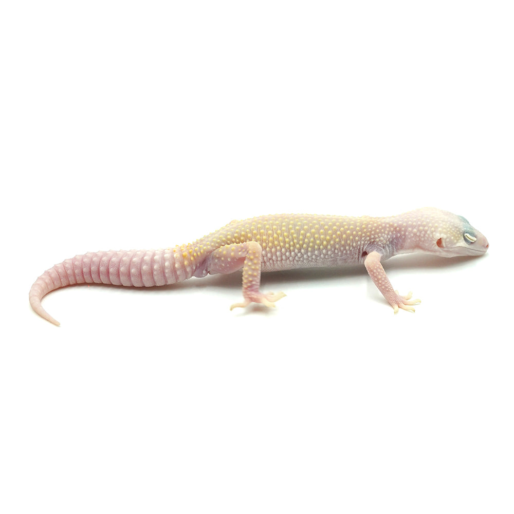 Blazing Leopard Gecko